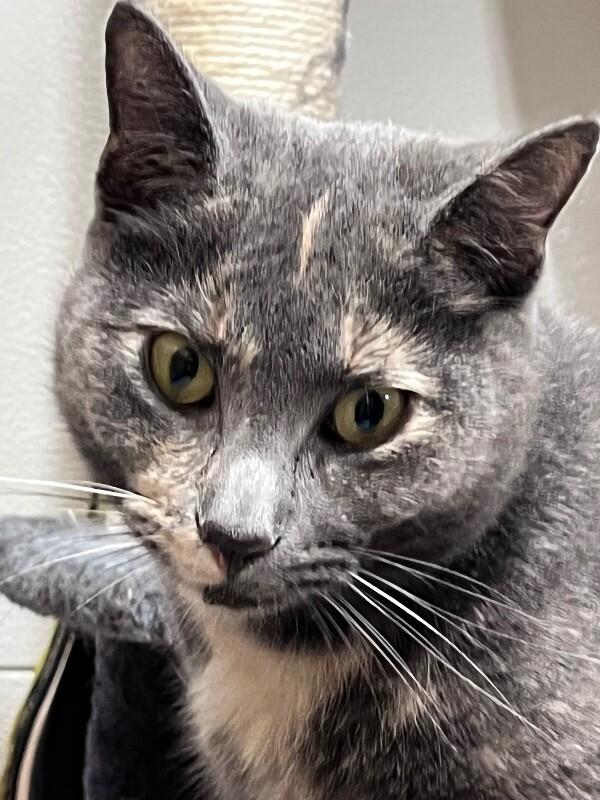 Enlarge Courtney, a Adoptable Domestic Short Hair in North Babylon, NY image 4/6