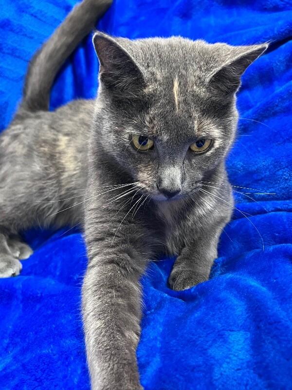 Enlarge Courtney, a Adoptable Domestic Short Hair in North Babylon, NY image 5/6