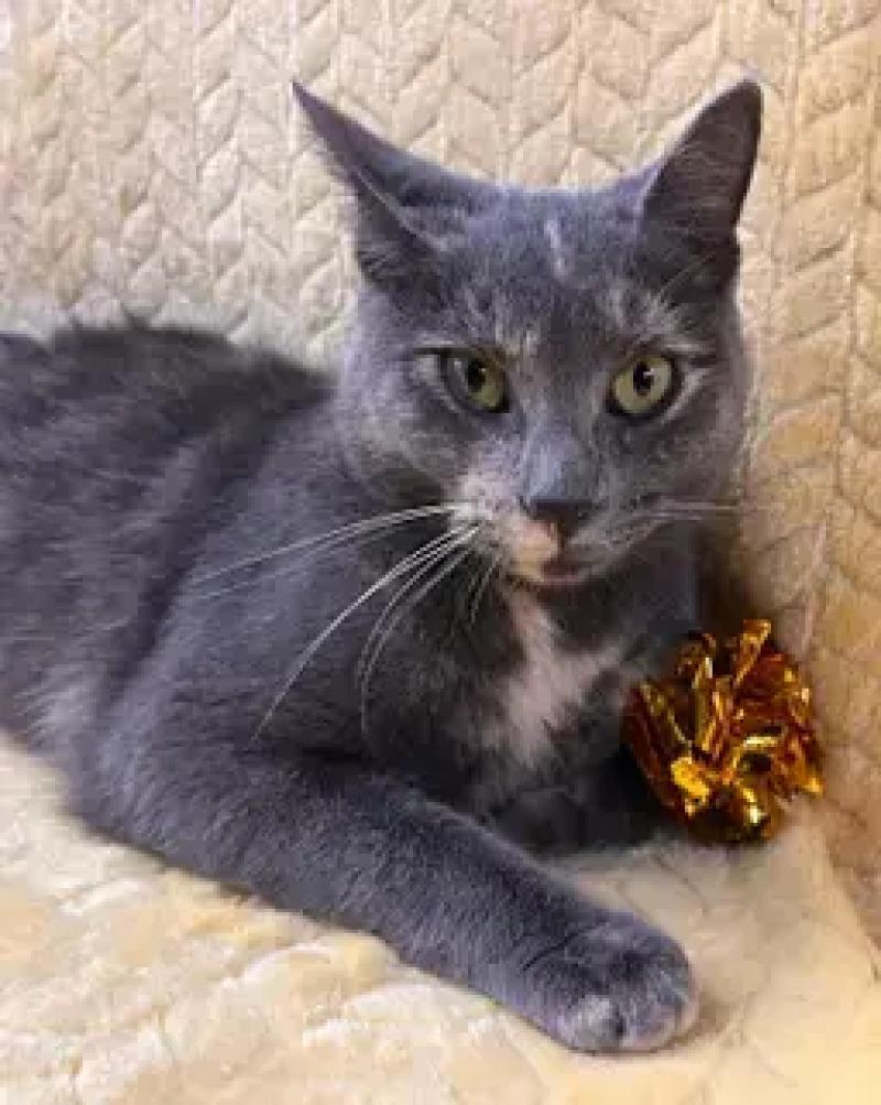 Enlarge Courtney, a Adoptable Domestic Short Hair in North Babylon, NY image 5/5