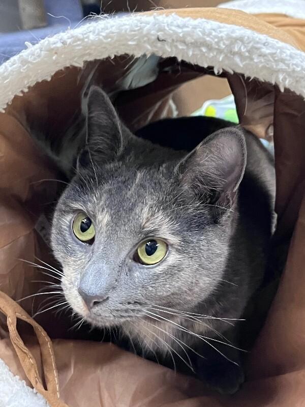 Enlarge Courtney, a Adoptable Domestic Short Hair in North Babylon, NY image 6/6