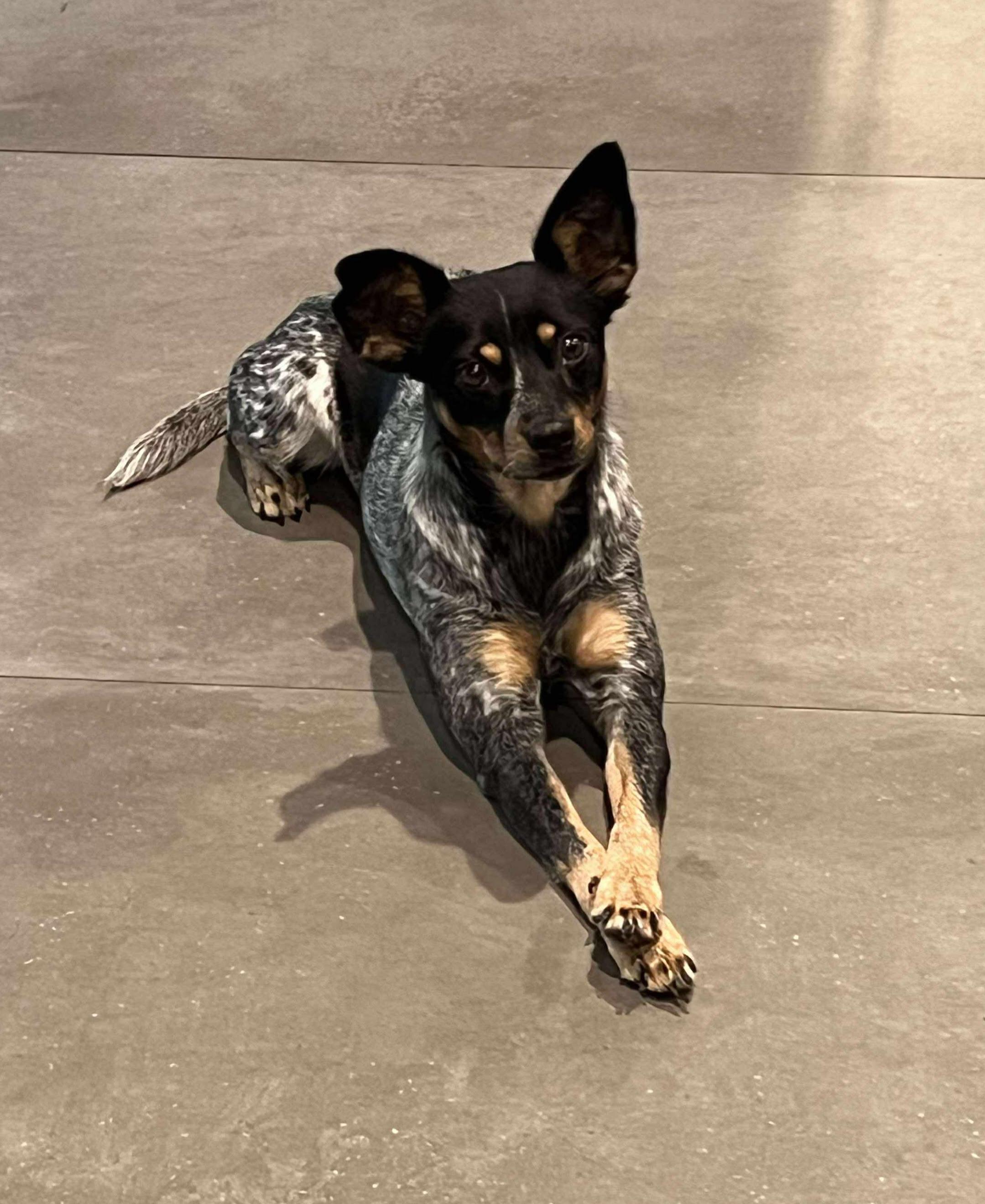 Gigi, Adopted, Young Female Chihuahua & Australian Cattle Dog / Blue Heeler.