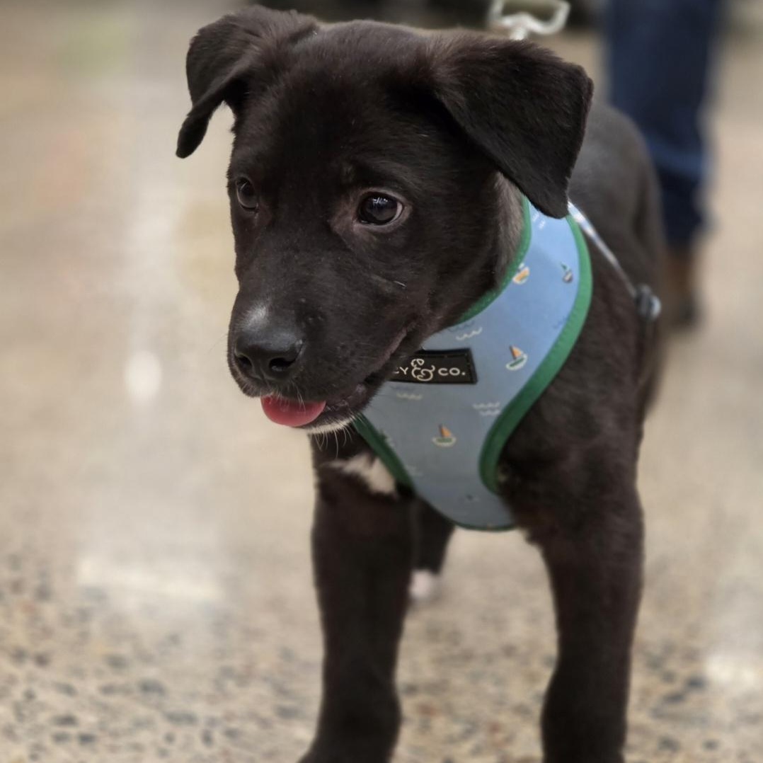 Enlarge Denny - Adoption Pending, an adopted mixed breed in White Bear Lake, MN image 4/5