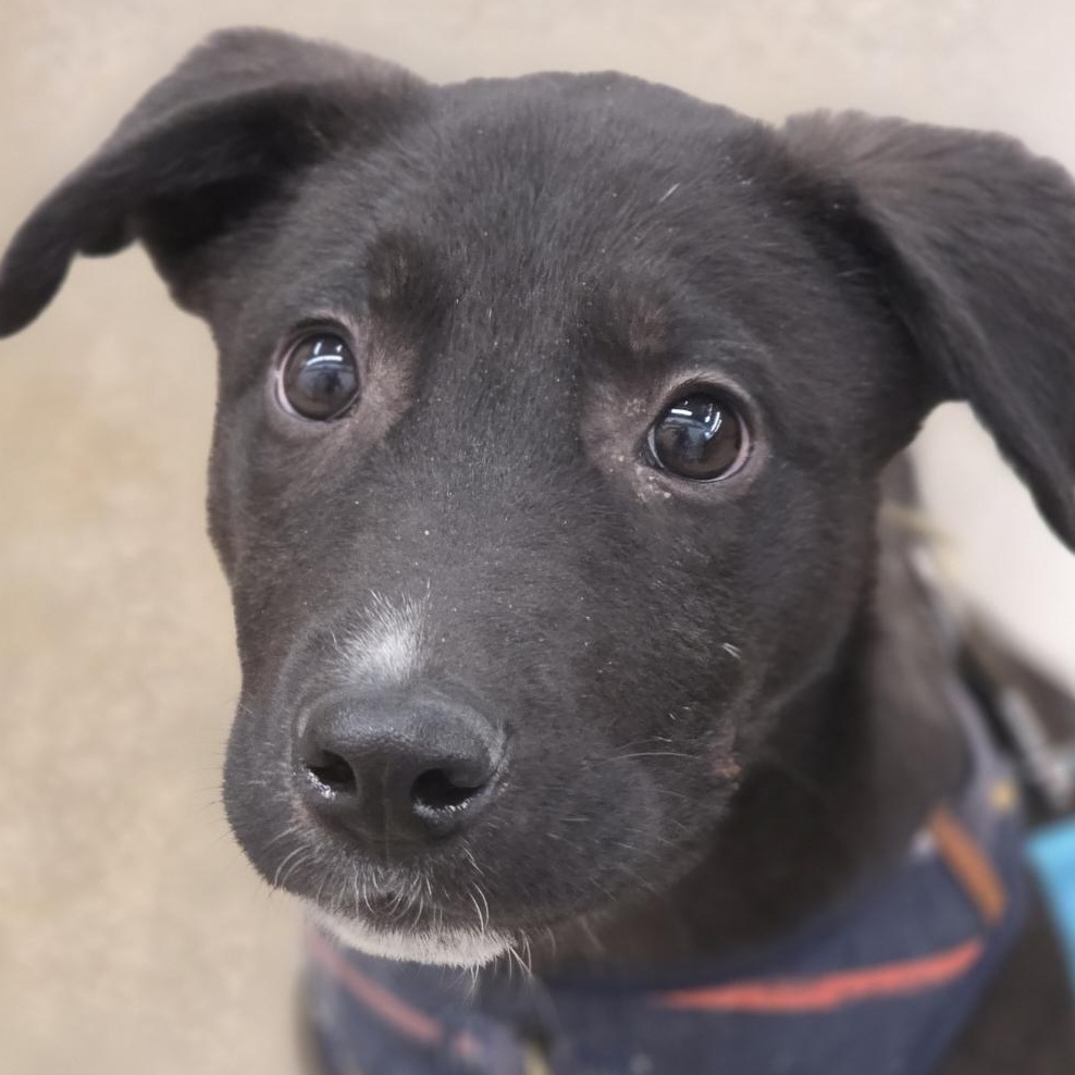 Denny - Adoption Pending, adopted, Puppy Male Labrador Retriever.
