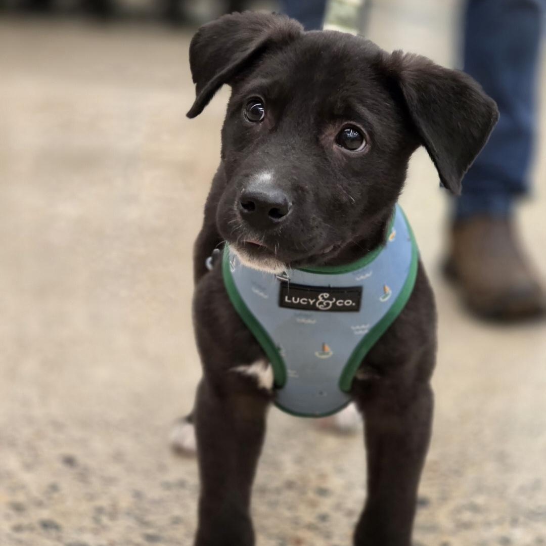 Enlarge Denny - Adoption Pending, an adopted mixed breed in White Bear Lake, MN image 3/5