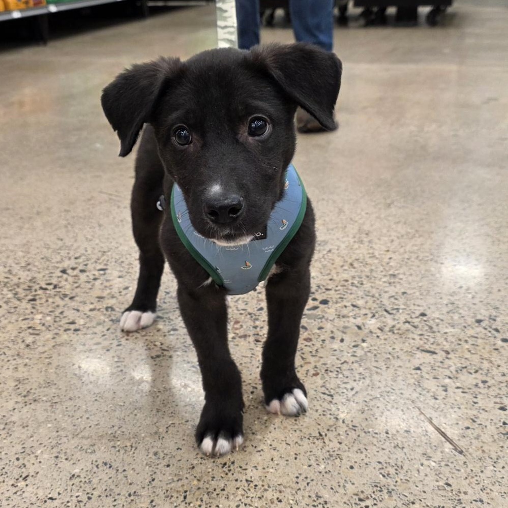 Enlarge Denny - Adoption Pending, an adopted mixed breed in White Bear Lake, MN image 5/5