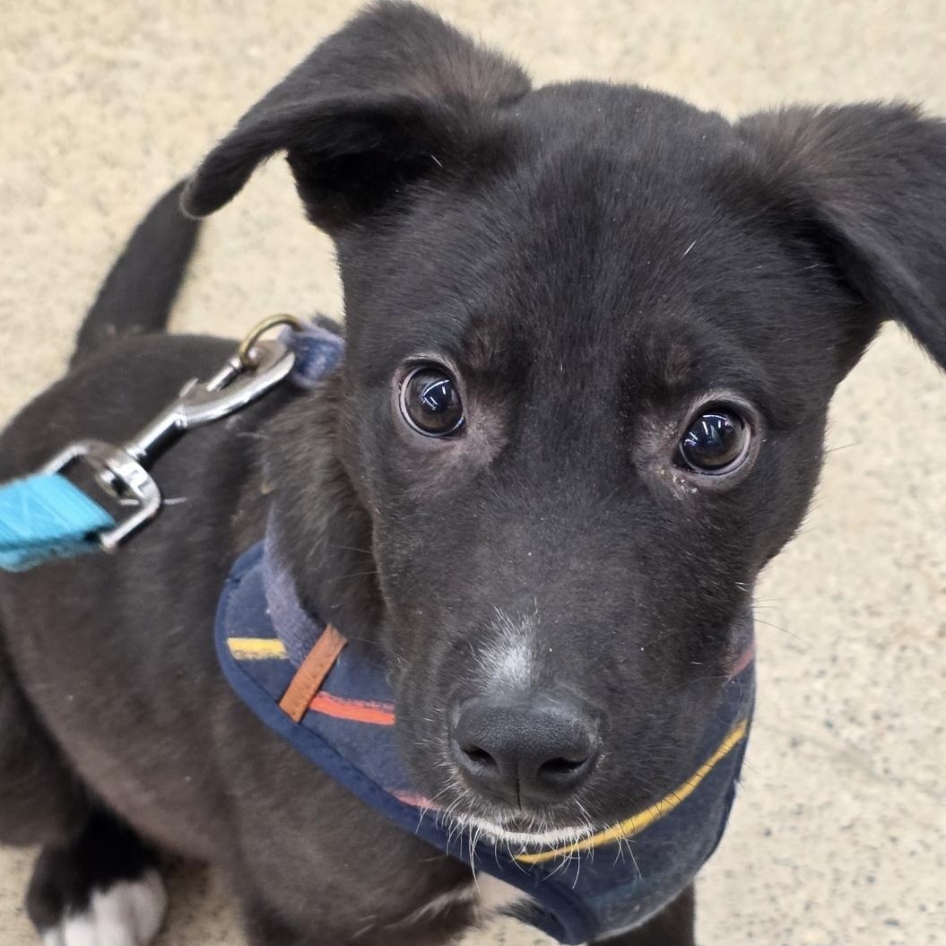 Enlarge Denny - Adoption Pending, an adopted mixed breed in White Bear Lake, MN image 2/5