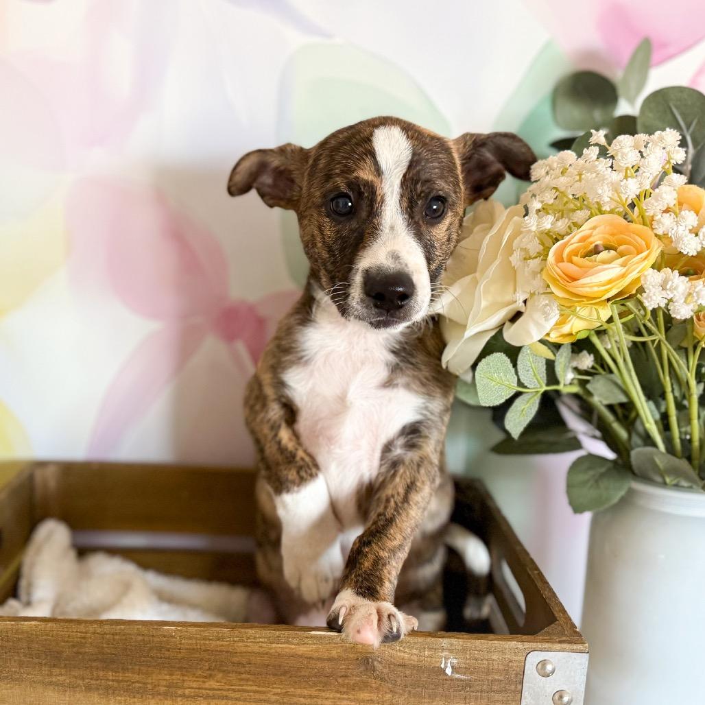 Potato, a Adoptable Shepherd in Newberg, OR image 1/3