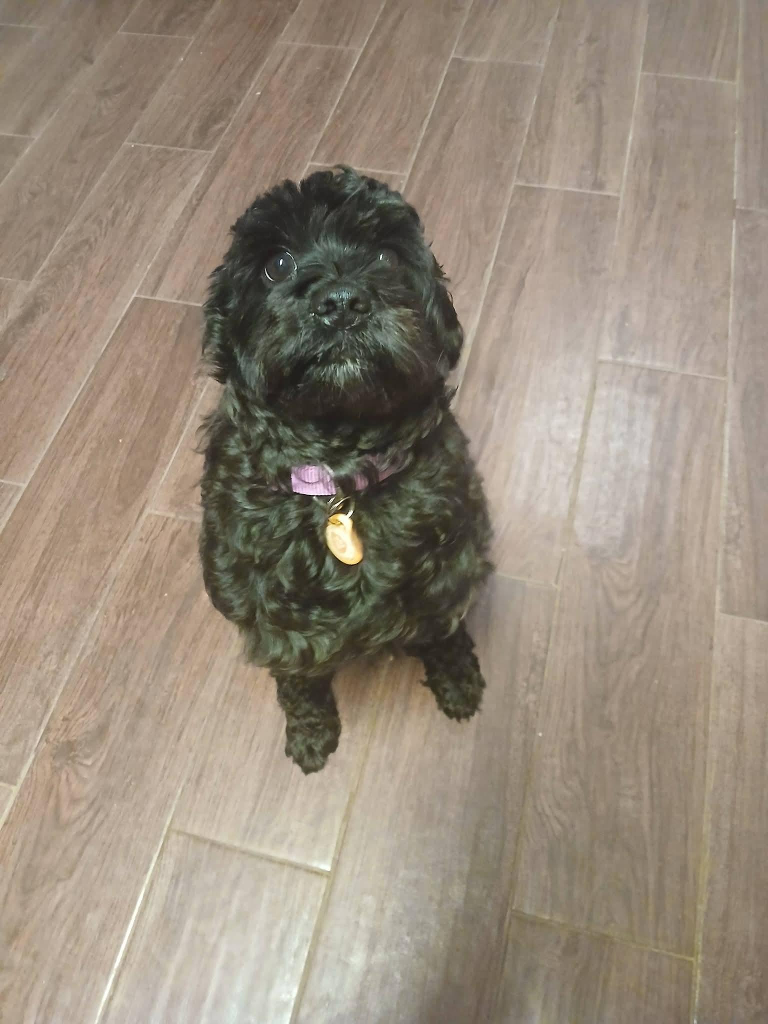 Lovey, an adopted mixed breed in Benbrook, TX image 5/5