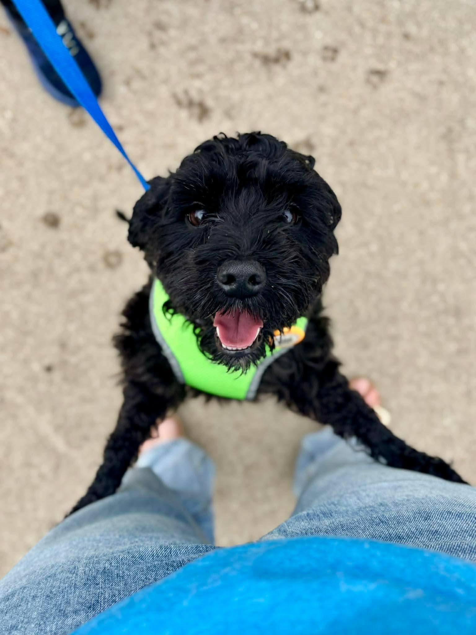 Lovey, an adopted mixed breed in Benbrook, TX image 1/5