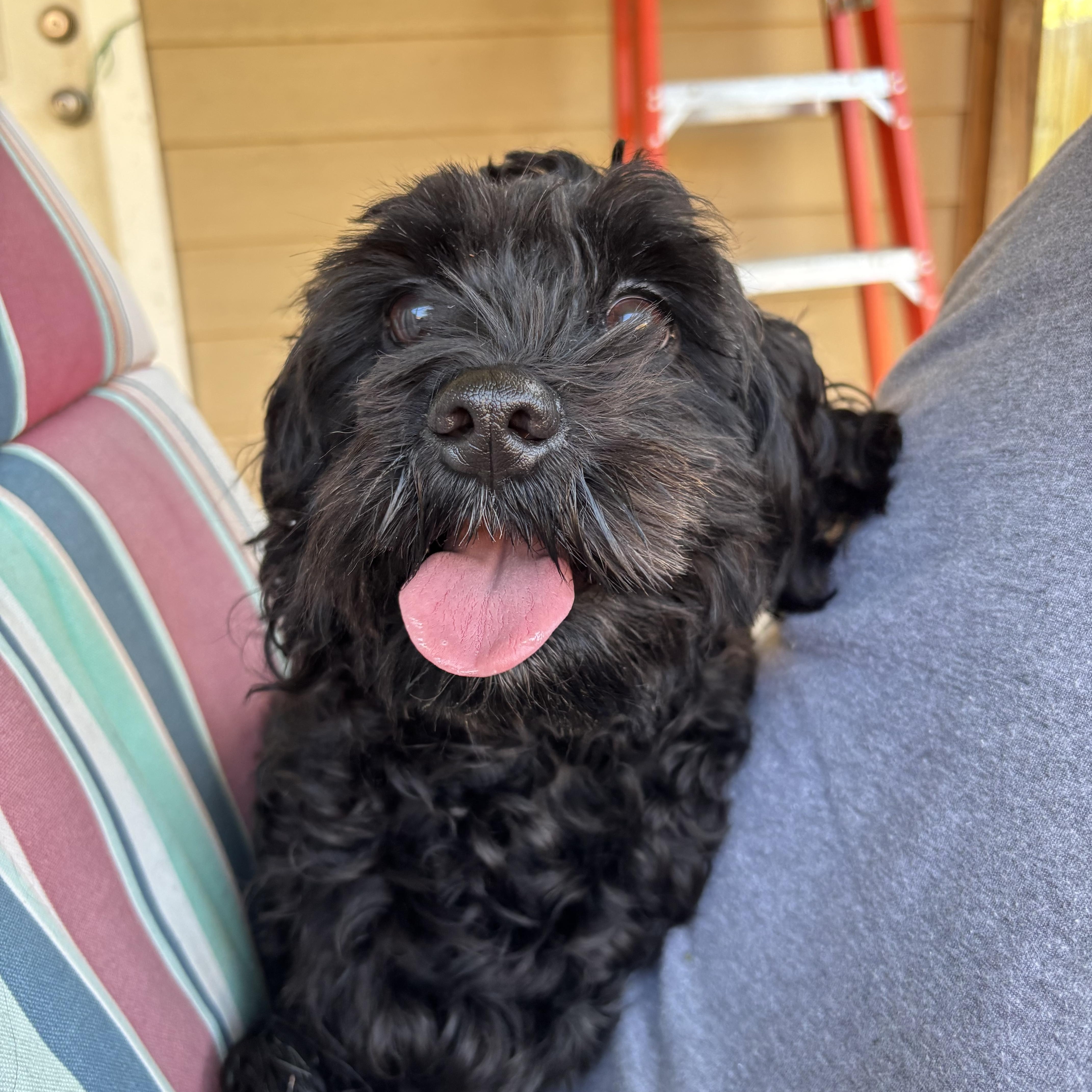 Lovey, an adopted mixed breed in Benbrook, TX image 3/5