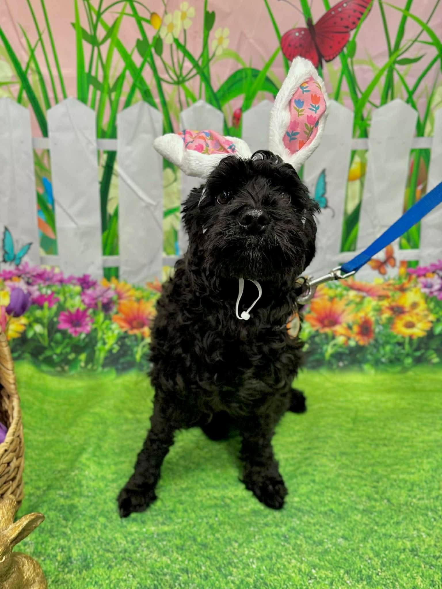 Lovey, an adopted mixed breed in Benbrook, TX image 4/5