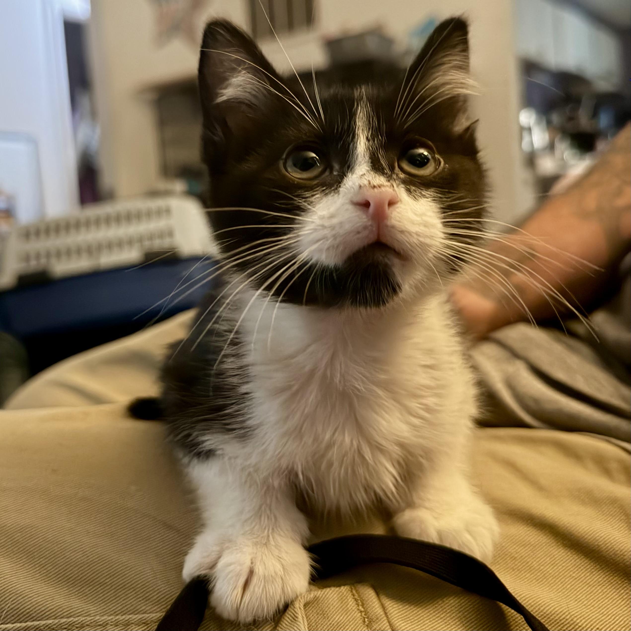 Jack, Adopted, Kitten Male Domestic Short Hair.