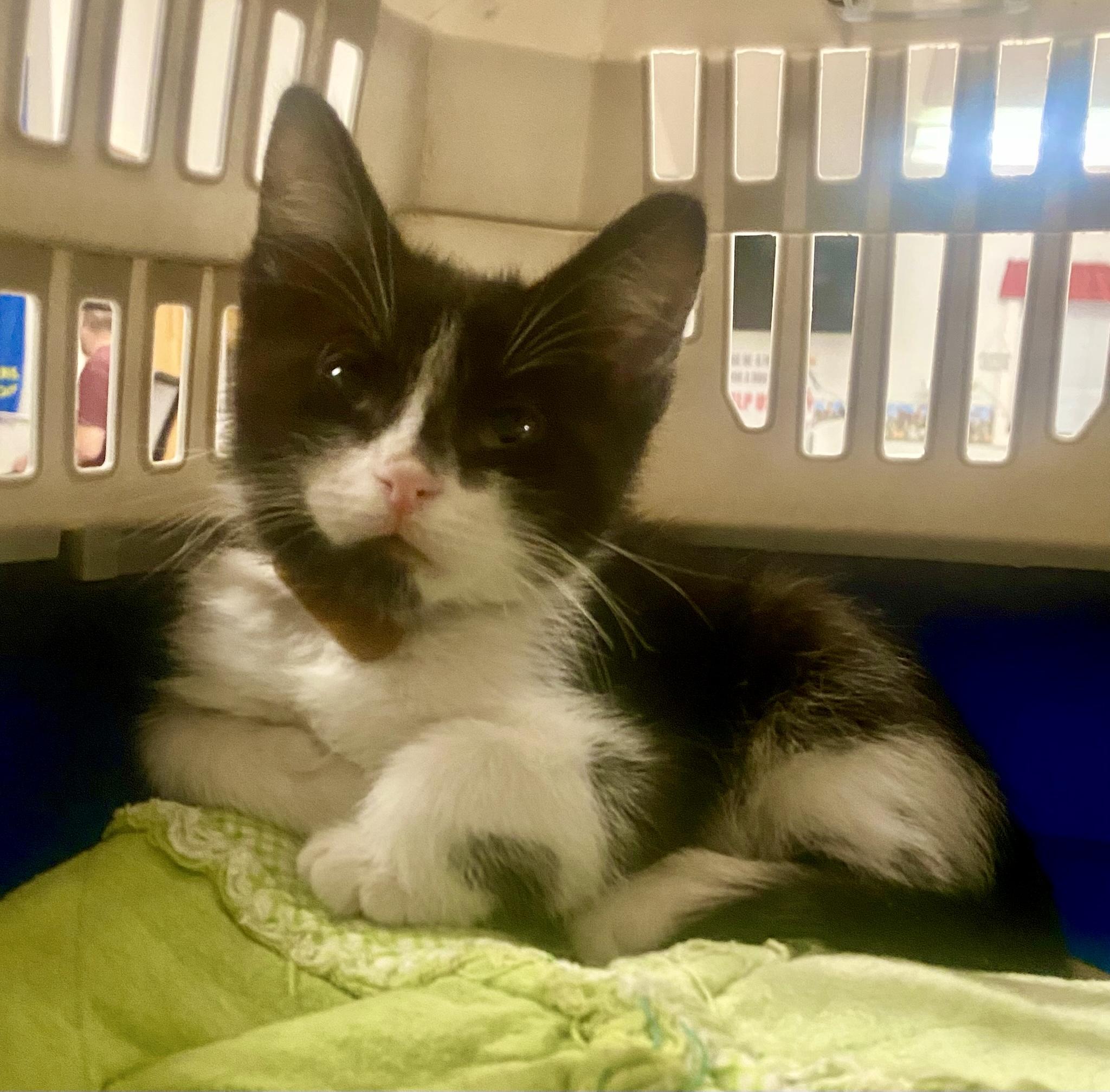 Enlarge Jack, a Adopted mixed breed in Pocatello, ID image 2/4