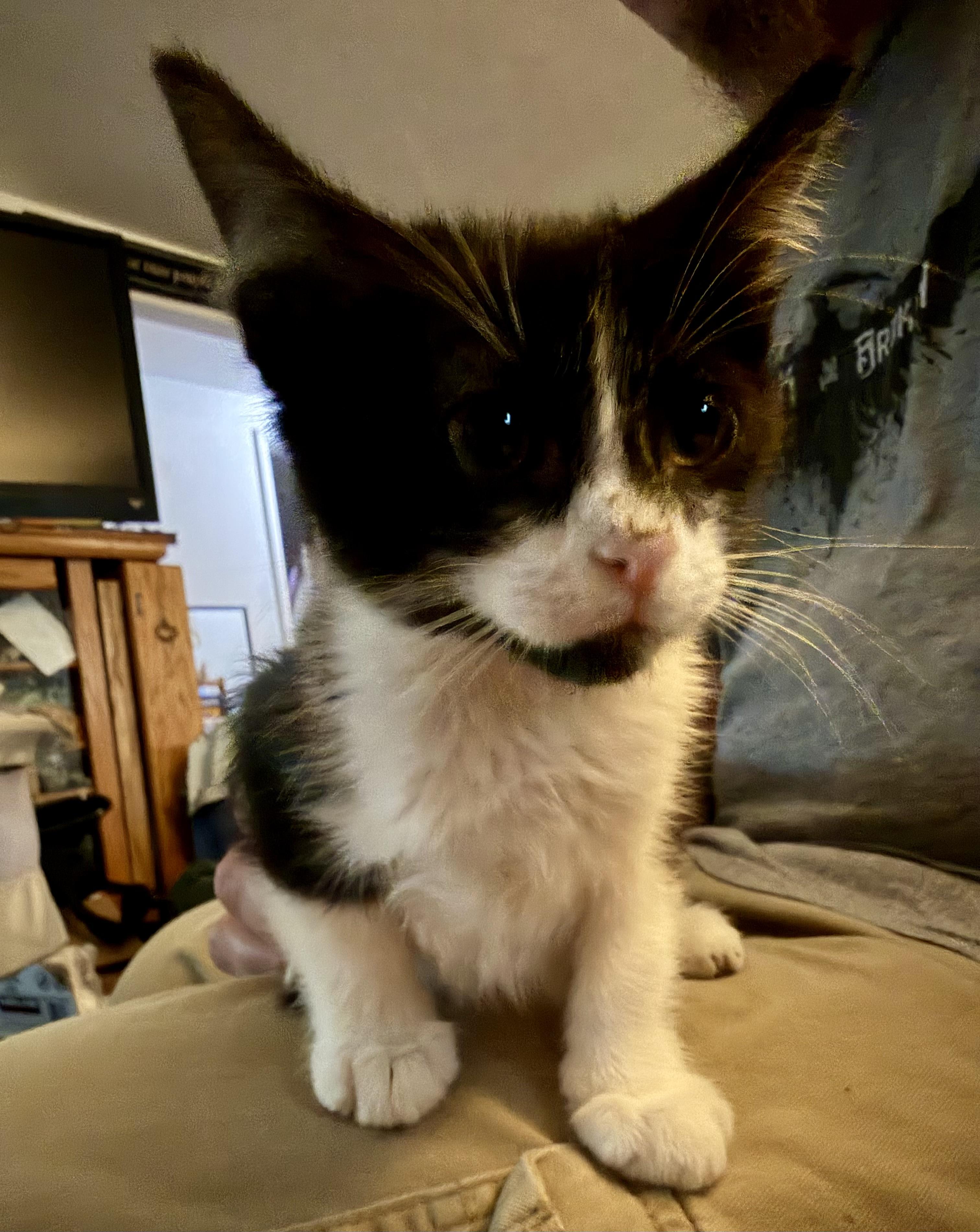 Enlarge Jack, a Adopted mixed breed in Pocatello, ID image 3/4