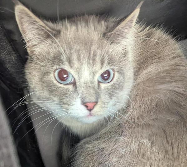 Enlarge Grey, a Adoptable mixed breed in San Diego, CA image 1/1