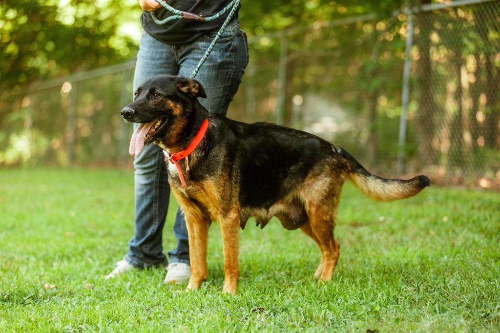 Enlarge Sage, a Adoptable mixed breed in Parsons, WV image 2/2