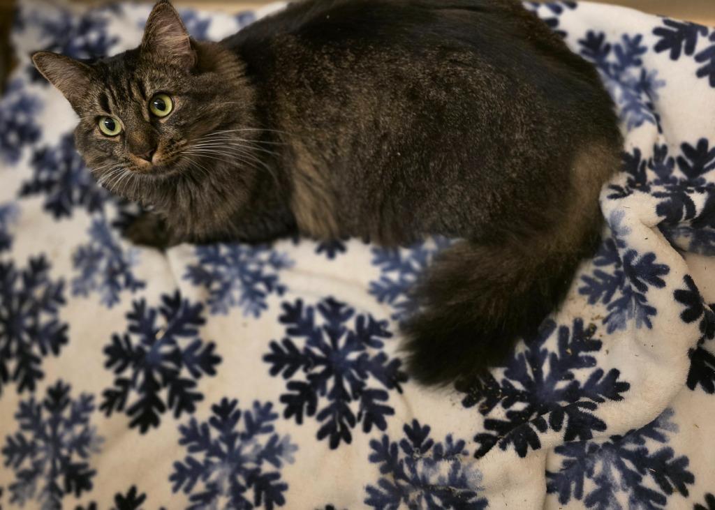 Tatianna, Adoptable, Adult Female Domestic Medium Hair.