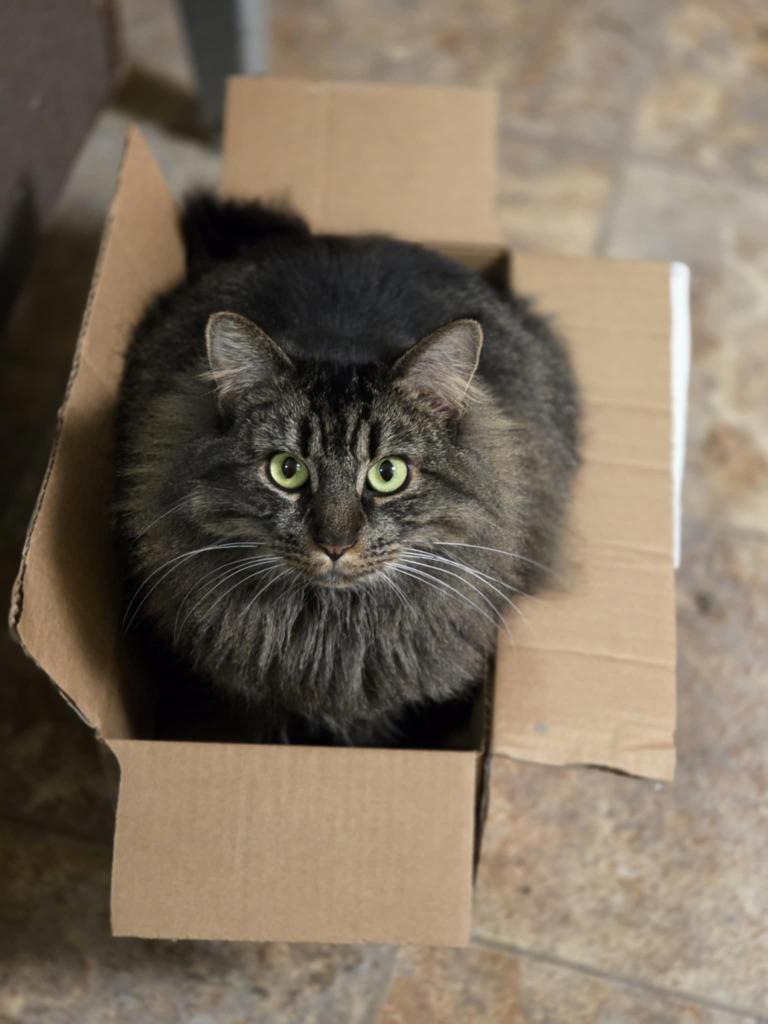 Enlarge Tatianna, a Adoptable mixed breed in Sprakers, NY image 2/4