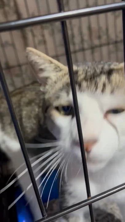 Enlarge Gino the gentlemen, a Adoptable Domestic Short Hair in Bloomfield, NJ video 3/4