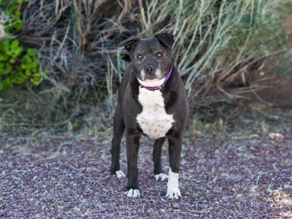ATHENA, Adoptable, Adult Female Mixed Breed.