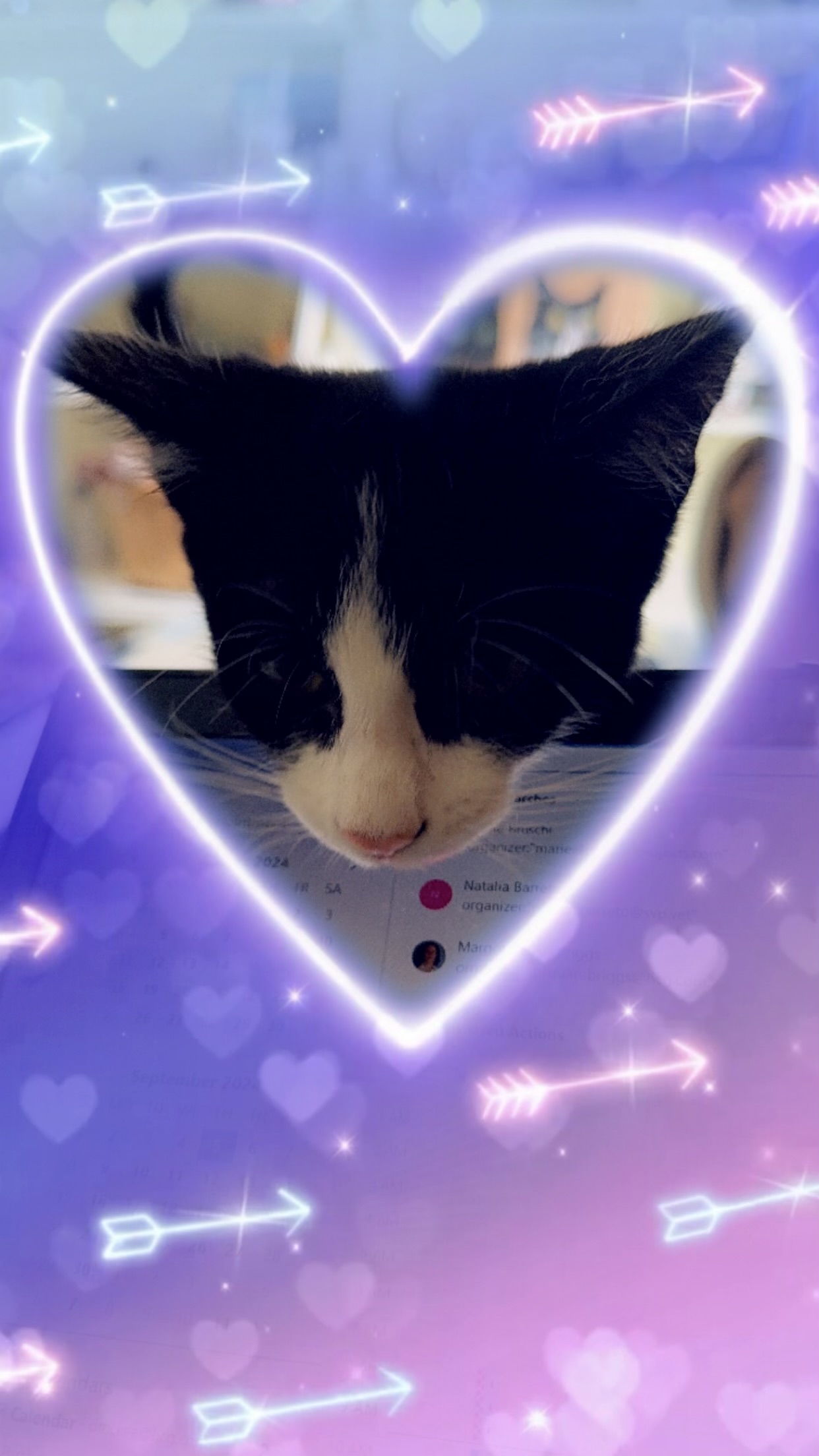 Carmen, an adoptable Domestic Short Hair in Ponte vedra, FL, 32081 | Photo Image 1