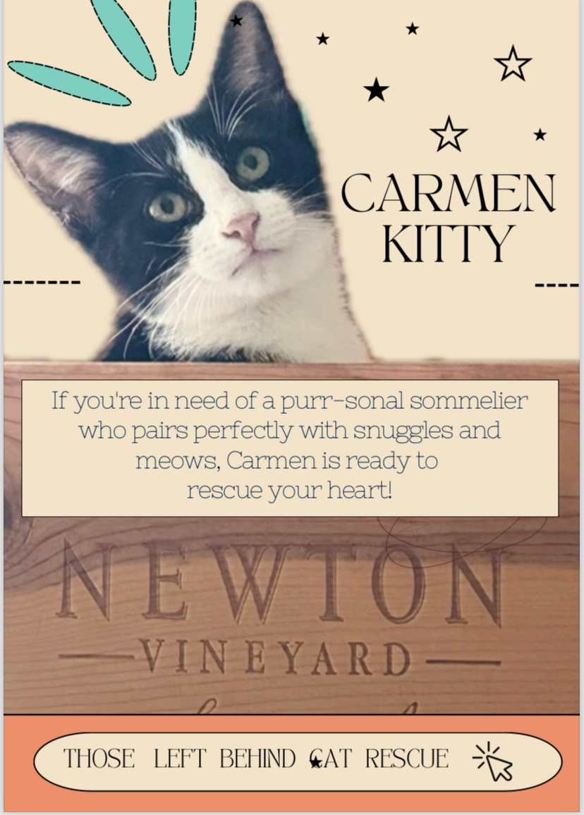 Carmen, an adoptable Domestic Short Hair in Ponte vedra, FL, 32081 | Photo Image 2