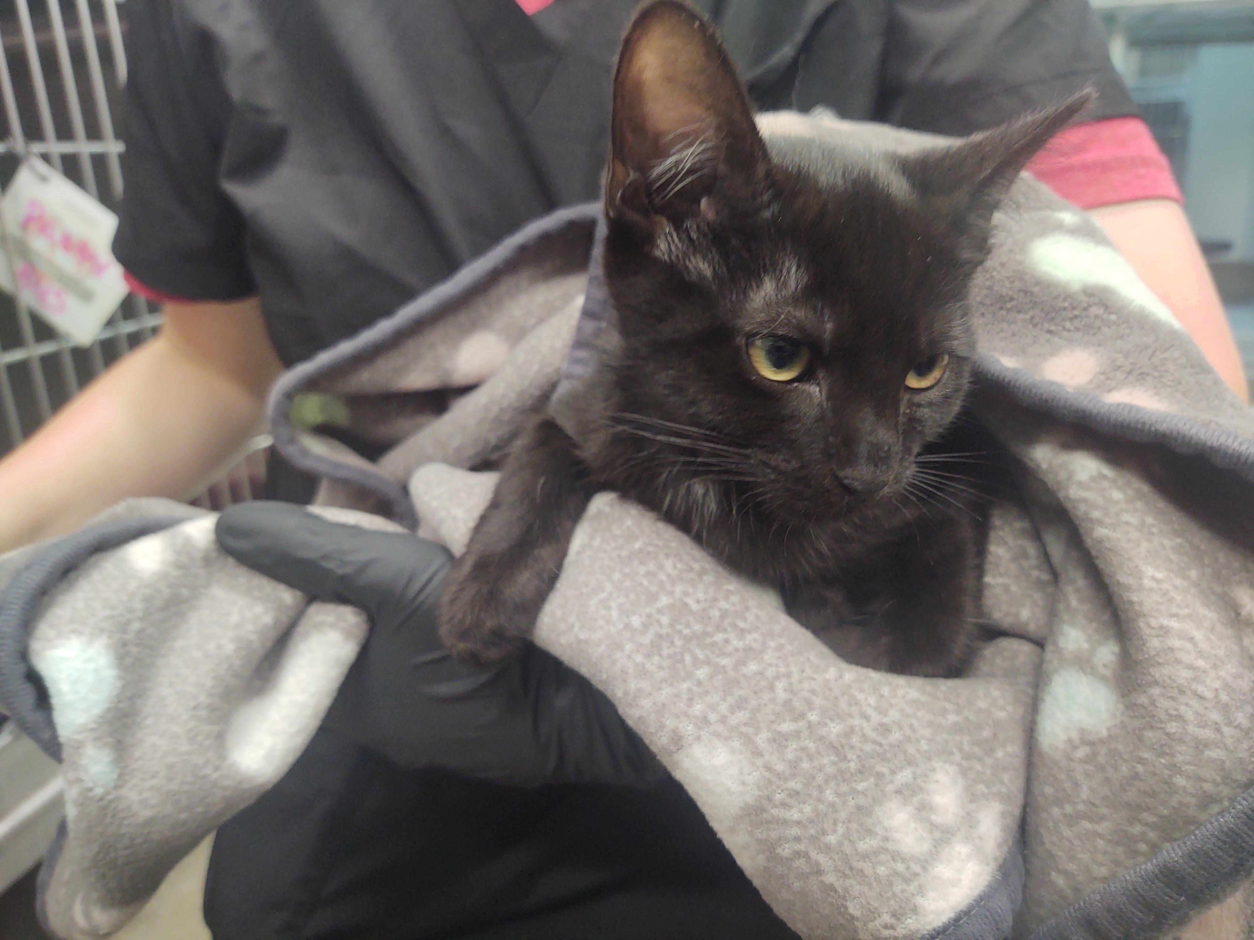 Mr. Burns, Adoptable, Kitten Male Domestic Short Hair.