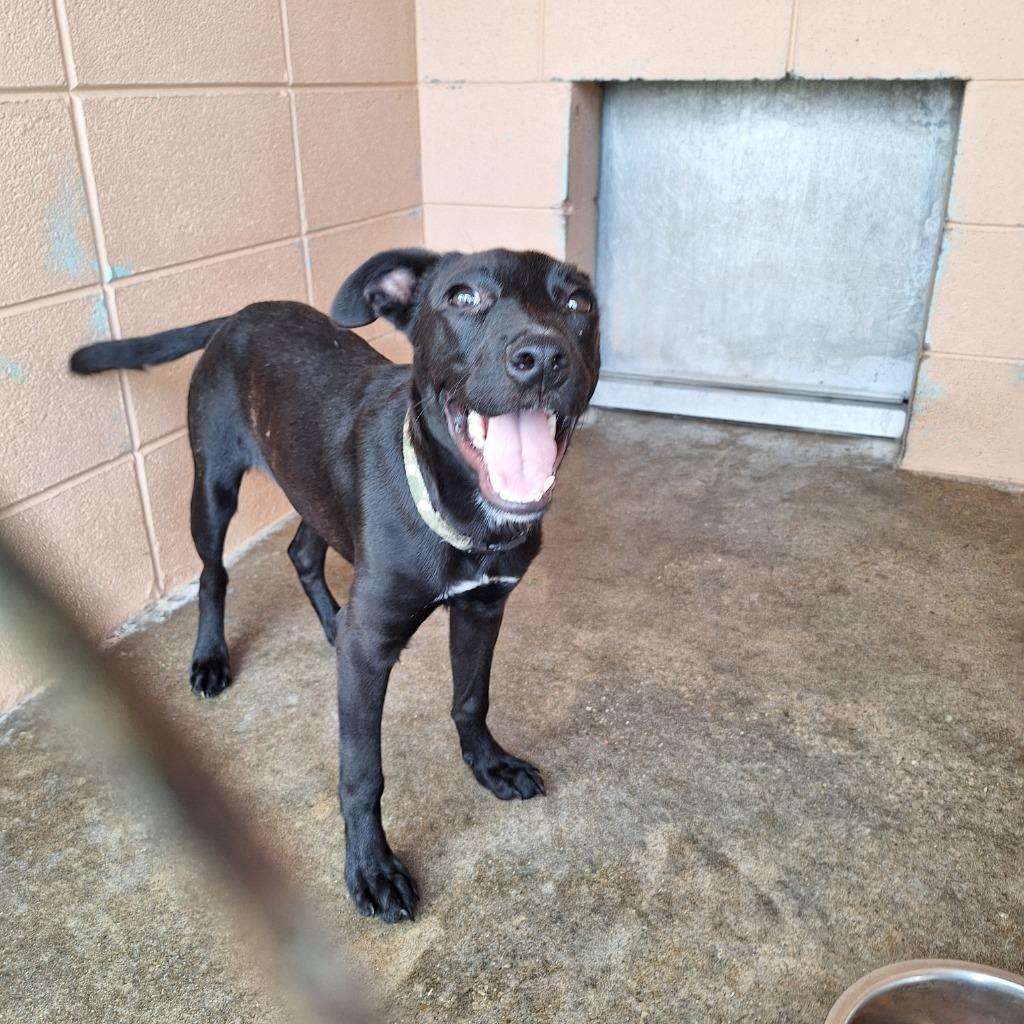 Yukon, Adoptable, Young Male Pit Bull Terrier.