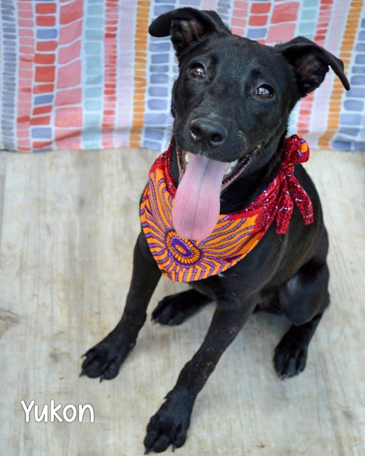 Yukon, a Adoptable Pit Bull Terrier in Gautier, MS image 2/2