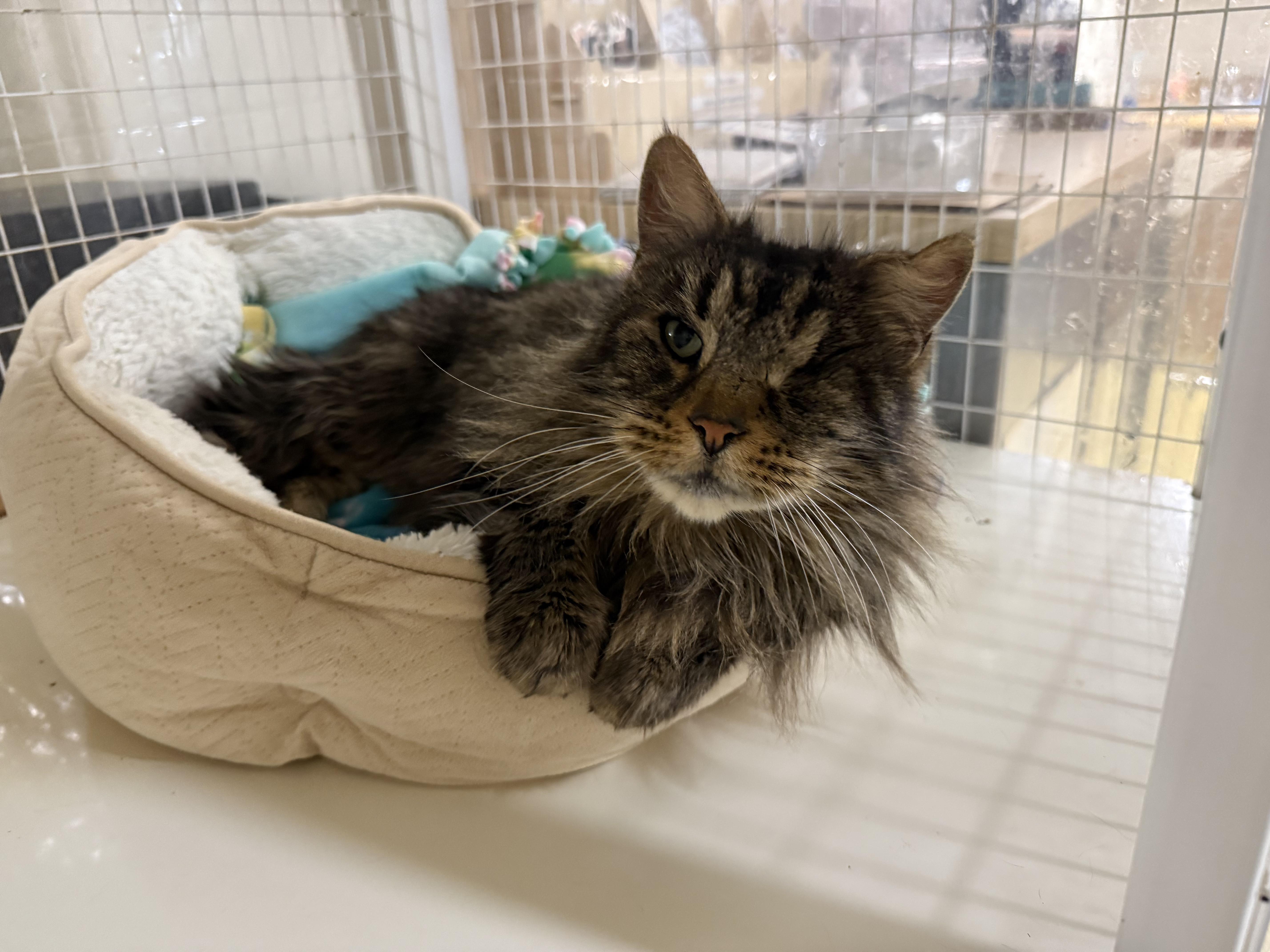 Enlarge Jean, a ADOPTABLE Domestic Long Hair in San Luis Obispo, CA image 2/4