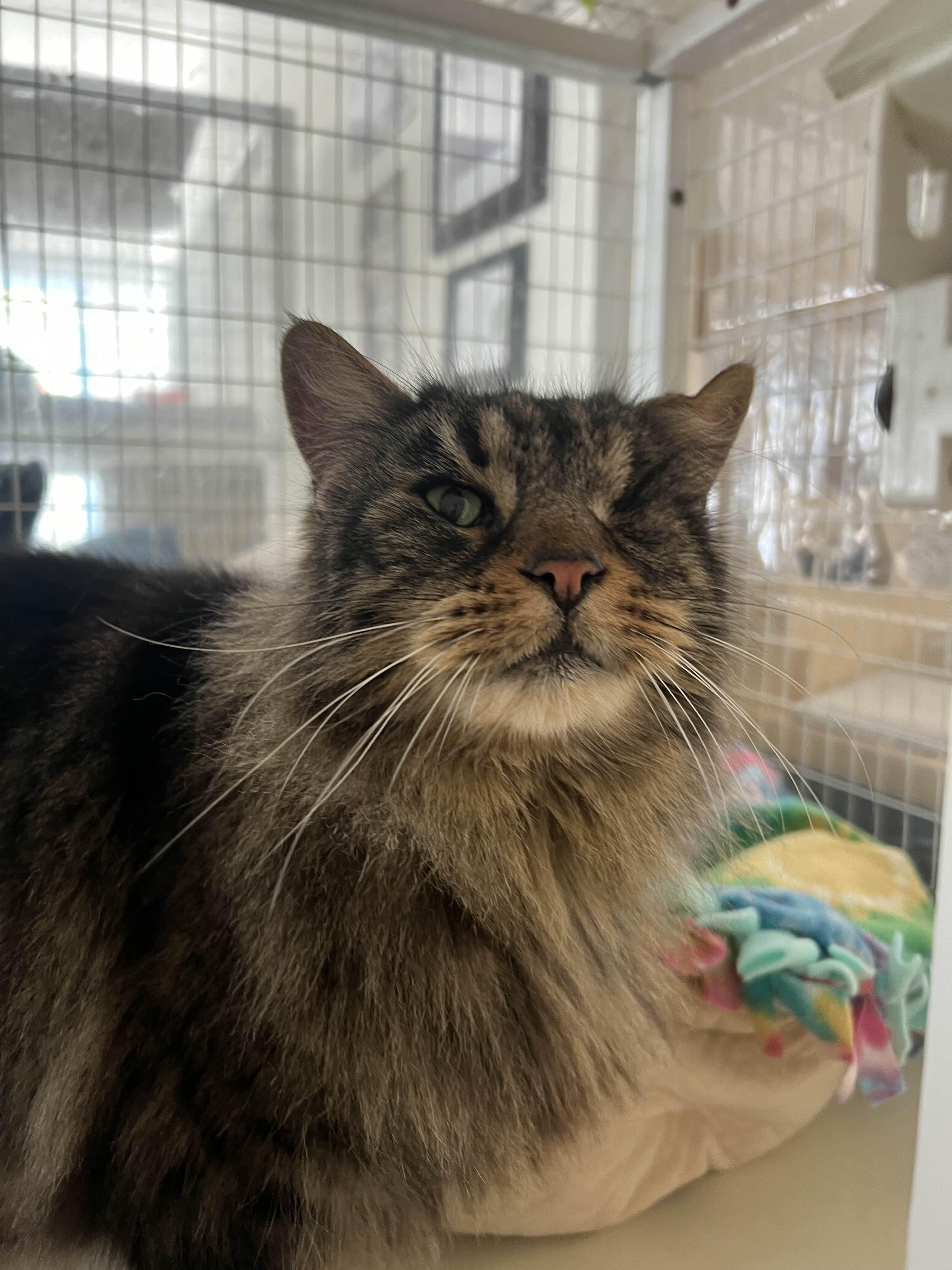 Enlarge Jean, a ADOPTABLE Domestic Long Hair in San Luis Obispo, CA image 4/4