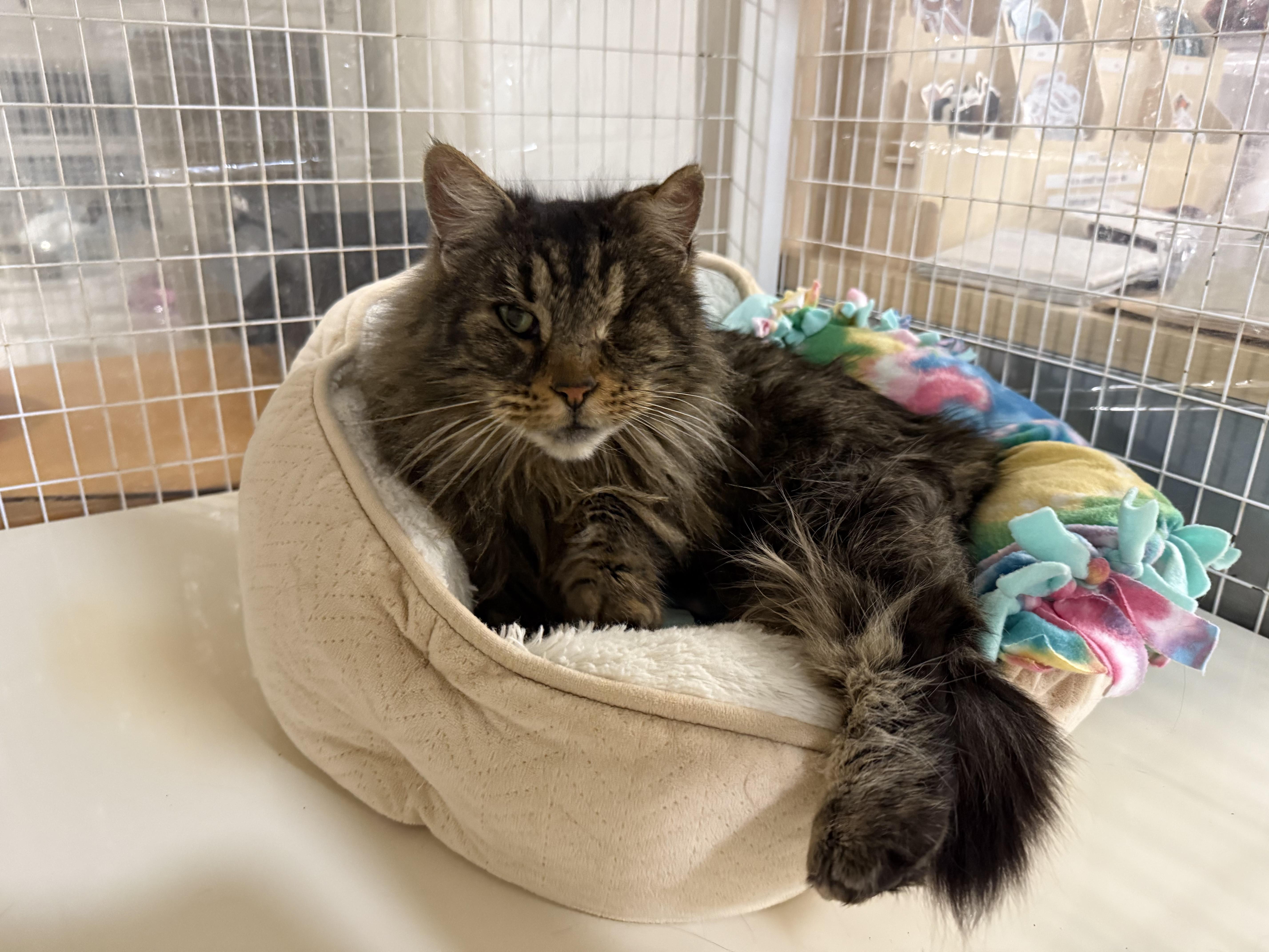 Enlarge Jean, a ADOPTABLE Domestic Long Hair in San Luis Obispo, CA image 3/4