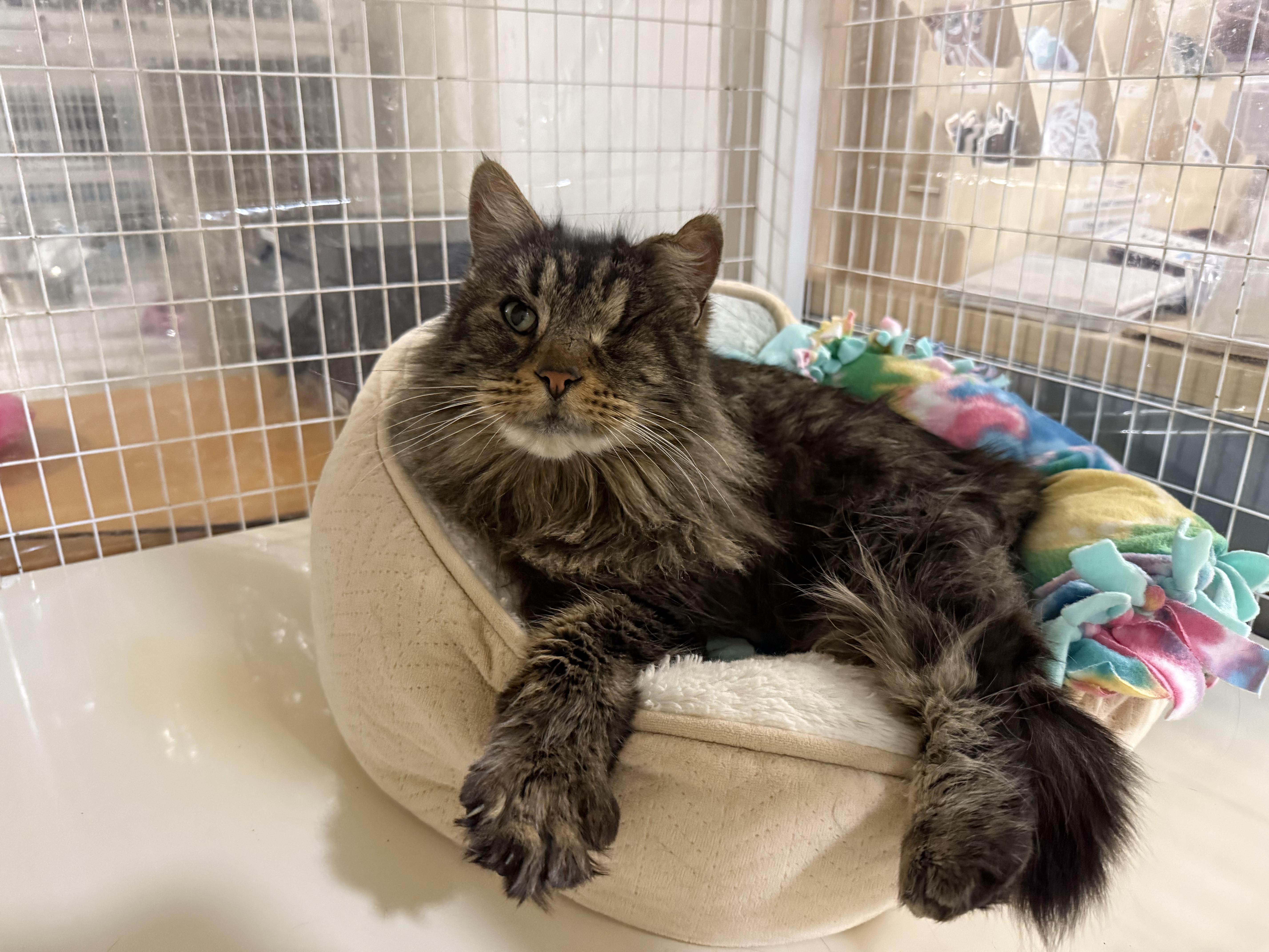 Jean, ADOPTABLE, Senior Female Domestic Long Hair.