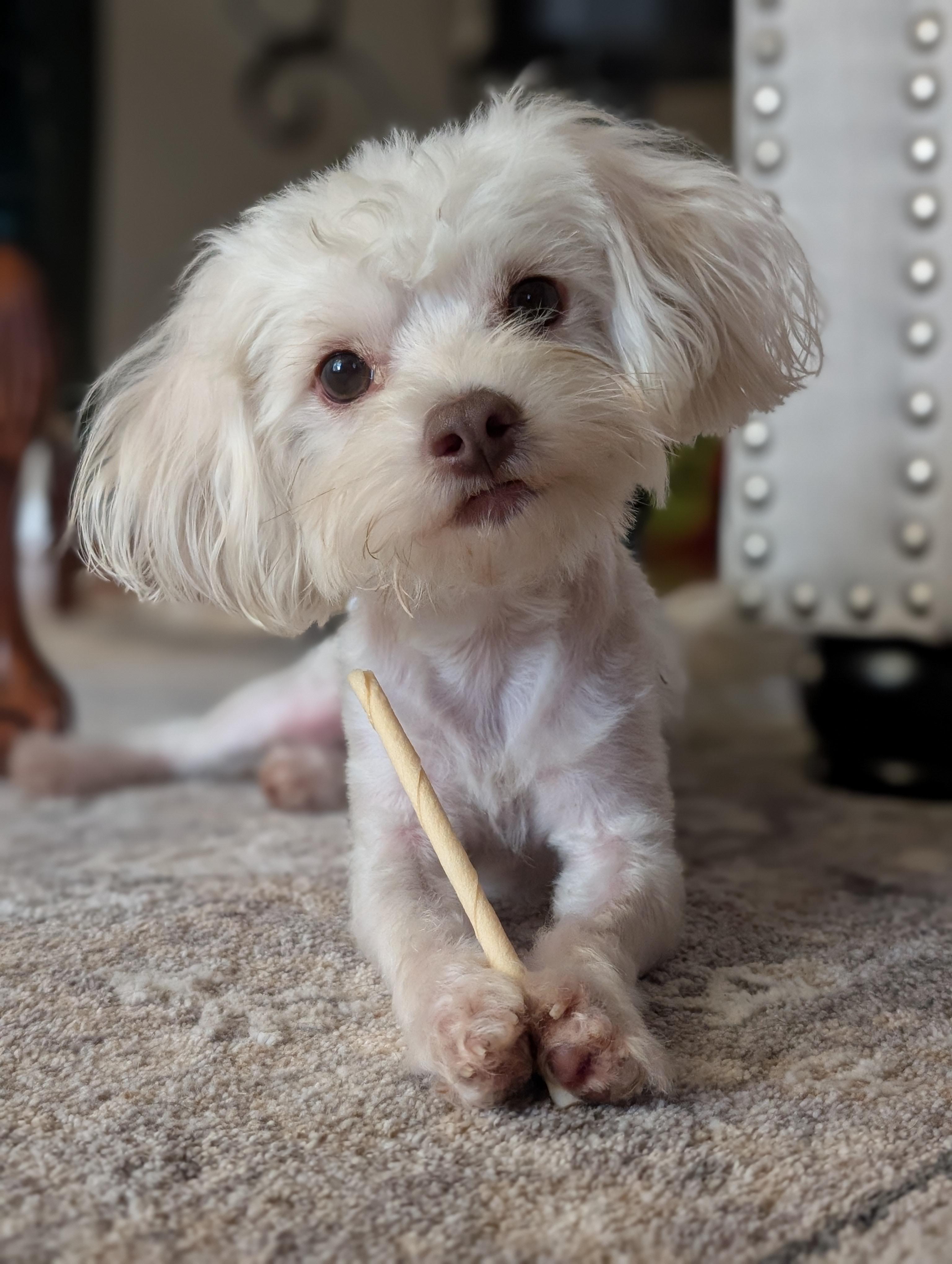 Enlarge Zinovo WA14616-T, a Adopted mixed breed in Bellevue, WA image 2/6