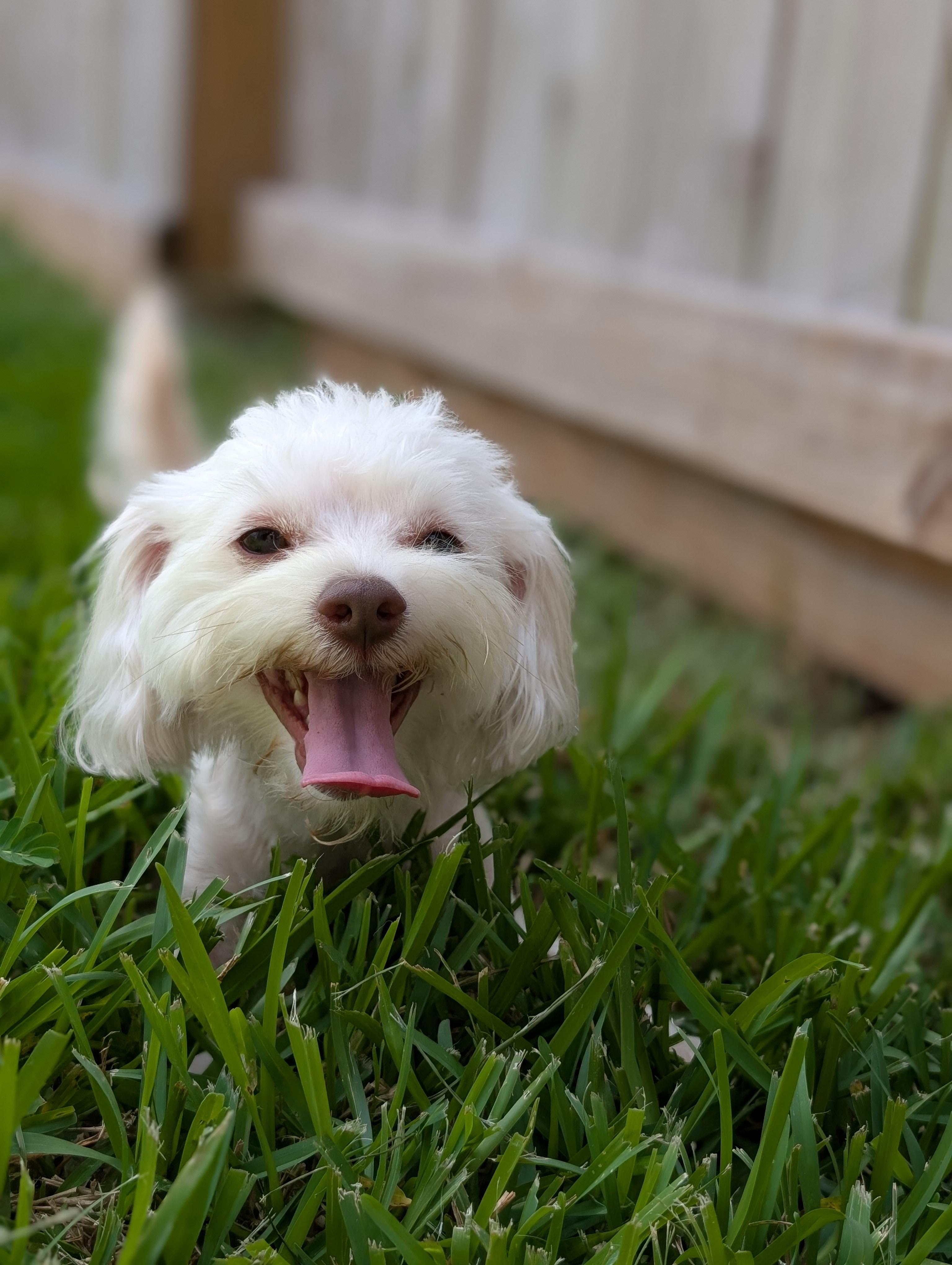 Enlarge Zinovo WA14616-T, a Adopted mixed breed in Bellevue, WA image 6/6