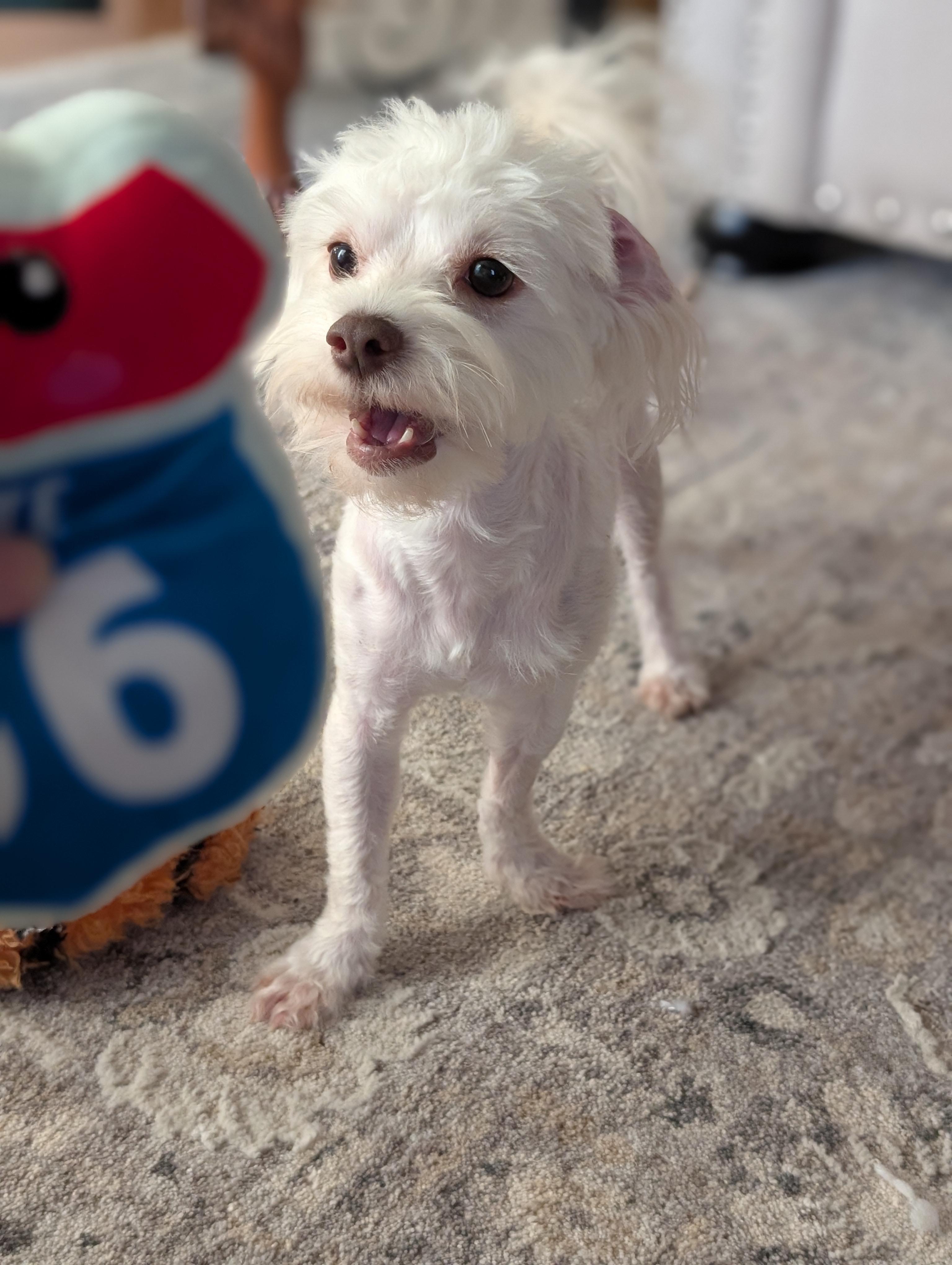 Enlarge Zinovo WA14616-T, a Adopted mixed breed in Bellevue, WA image 5/6