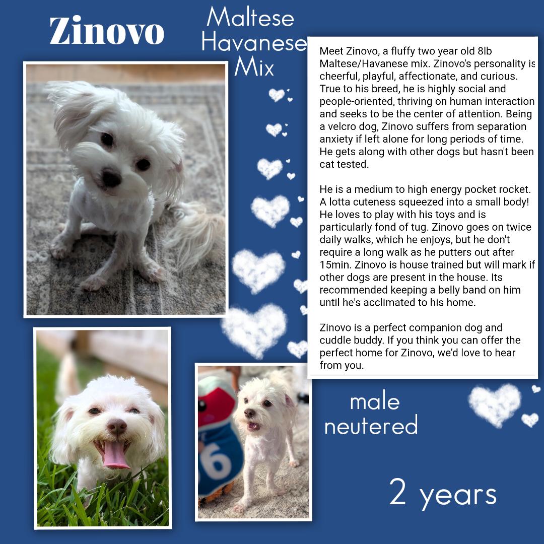 Enlarge Zinovo WA14616-T, a Adopted mixed breed in Bellevue, WA image 1/6