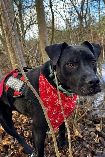 Limousine, Adoptable, Young Male Mixed Breed & Mixed Breed.