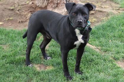 Limousine, Adoptable, Young Male Mixed Breed & Mixed Breed.