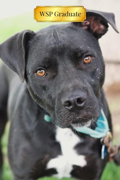 Enlarge Limousine, a Adoptable Mixed Breed in Walla Walla, WA image 3/3