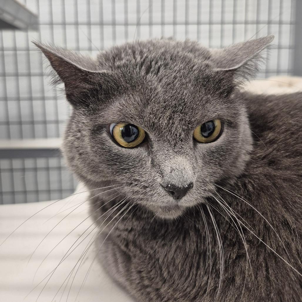 Enlarge Miss Kitty, a Adoptable Russian Blue in Kingman, KS image 1/1