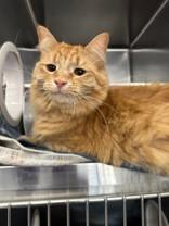 Beryl, ADOPTABLE, Adult Male Domestic Medium Hair.