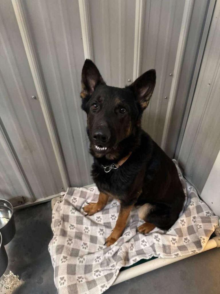 Waylon (fka Hoss), Adoptable, Adult Male German Shepherd Dog.