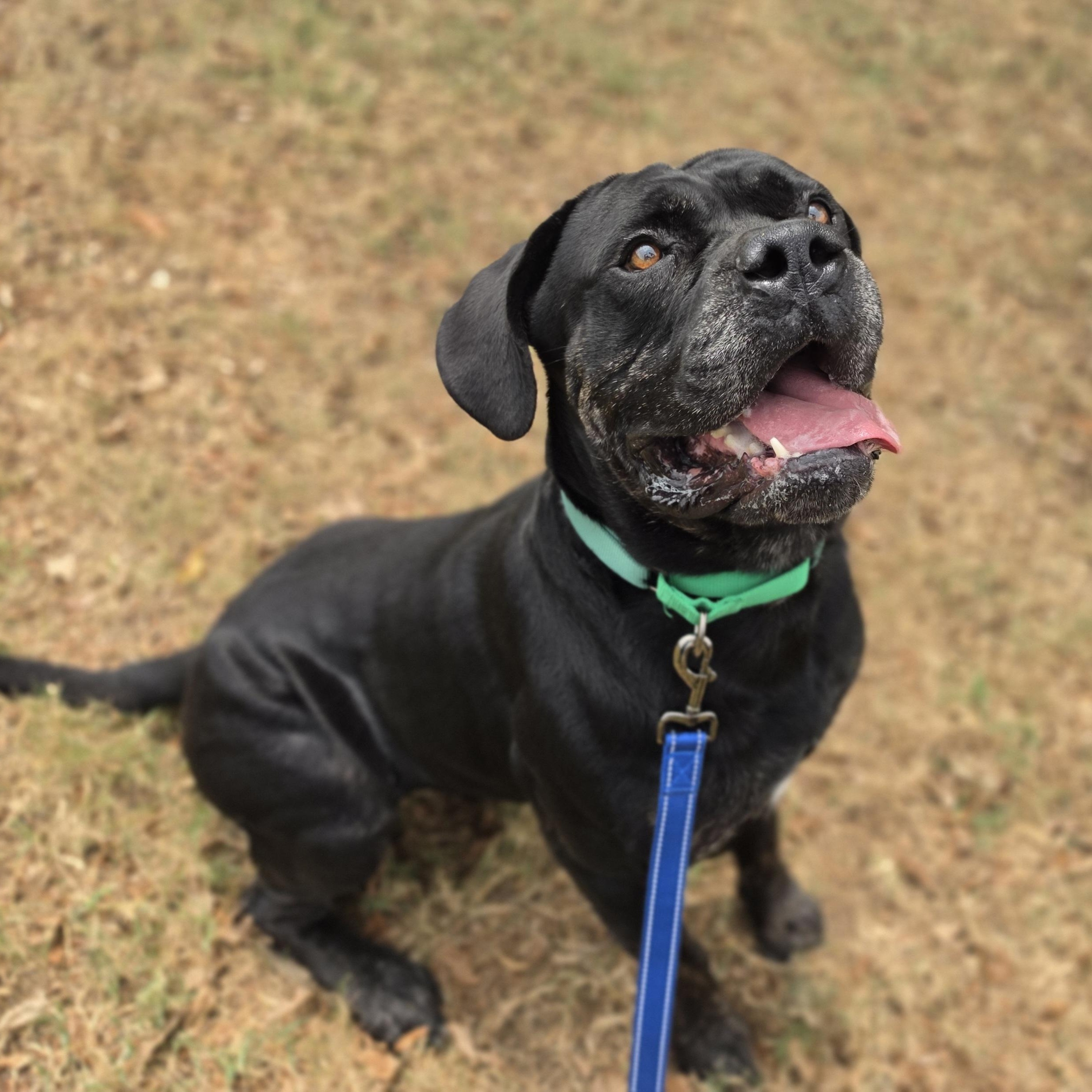 Enlarge King Bananas, a ADOPTABLE mixed breed in Lowell, AR image 2/6