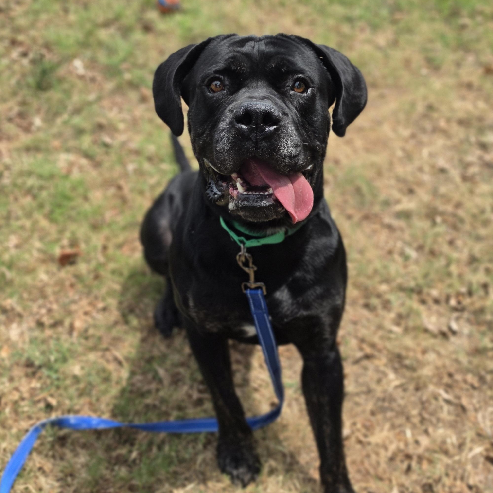 Enlarge King Bananas, a ADOPTABLE mixed breed in Lowell, AR image 1/6