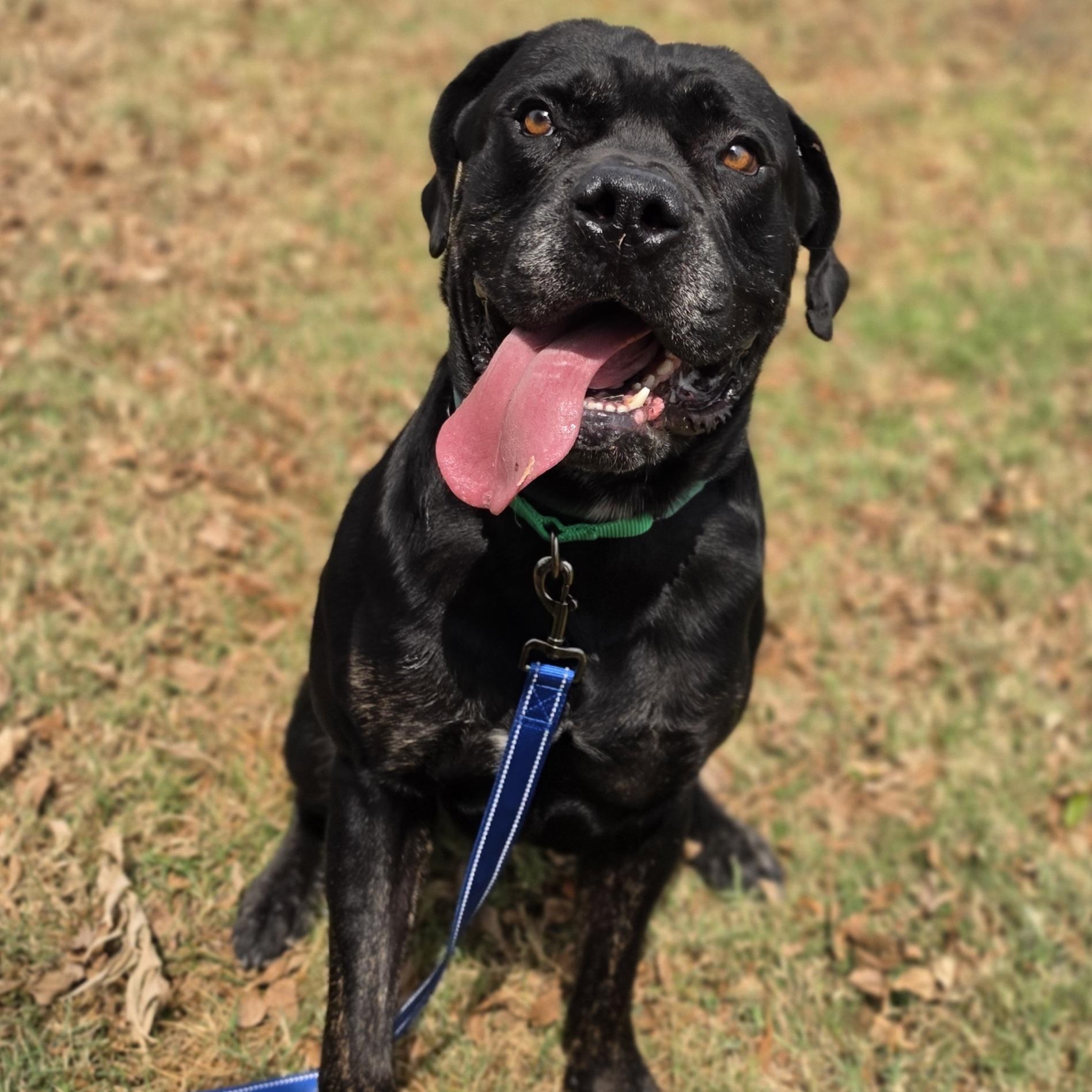 Enlarge King Bananas, a ADOPTABLE mixed breed in Lowell, AR image 3/6