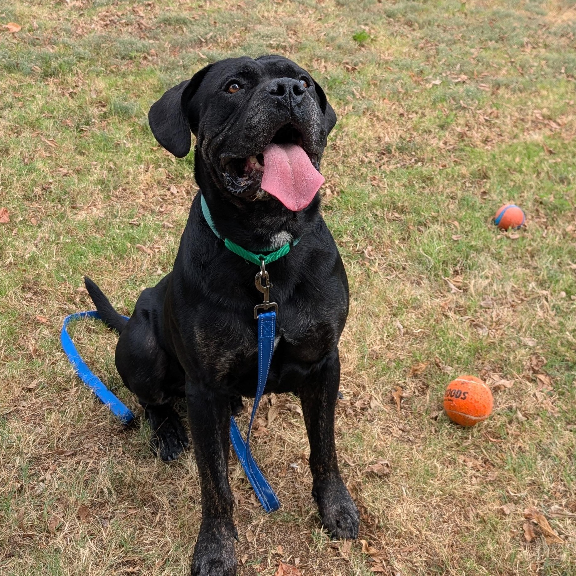 Enlarge King Bananas, a ADOPTABLE mixed breed in Lowell, AR image 6/6