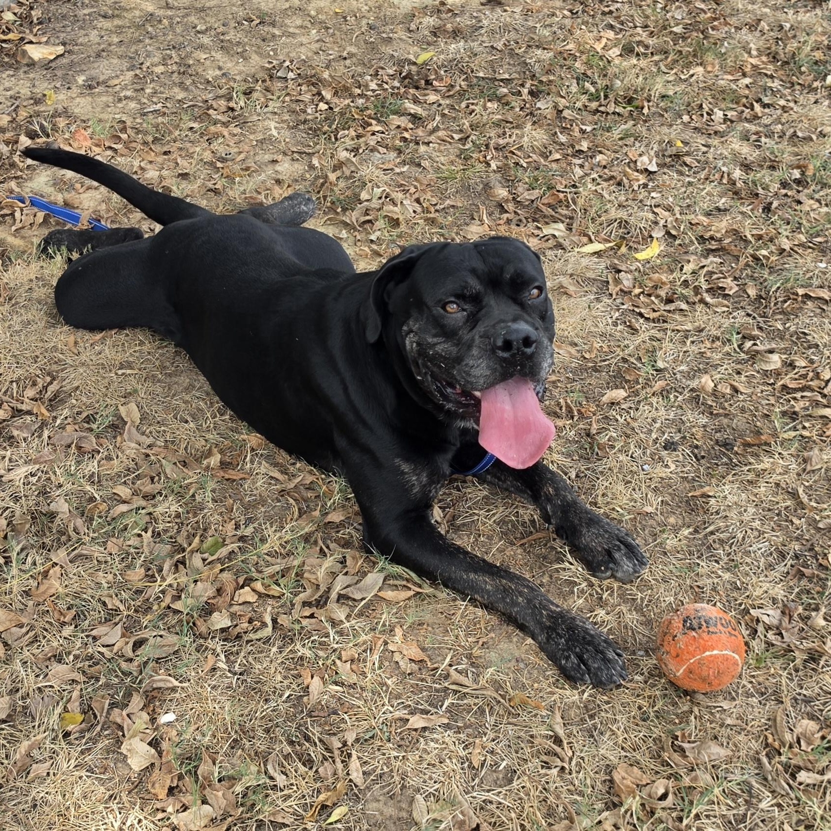 Enlarge King Bananas, a ADOPTABLE mixed breed in Lowell, AR image 5/6