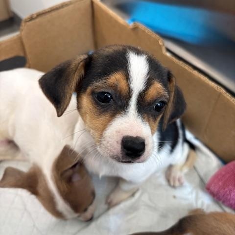 Diamond (The Deck Litter) — thumbnail 5