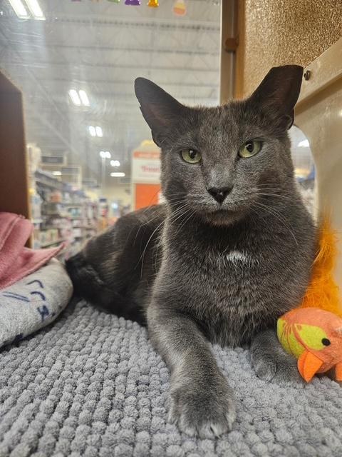 Delilah, Adoptable, Adult Female Domestic Short Hair.